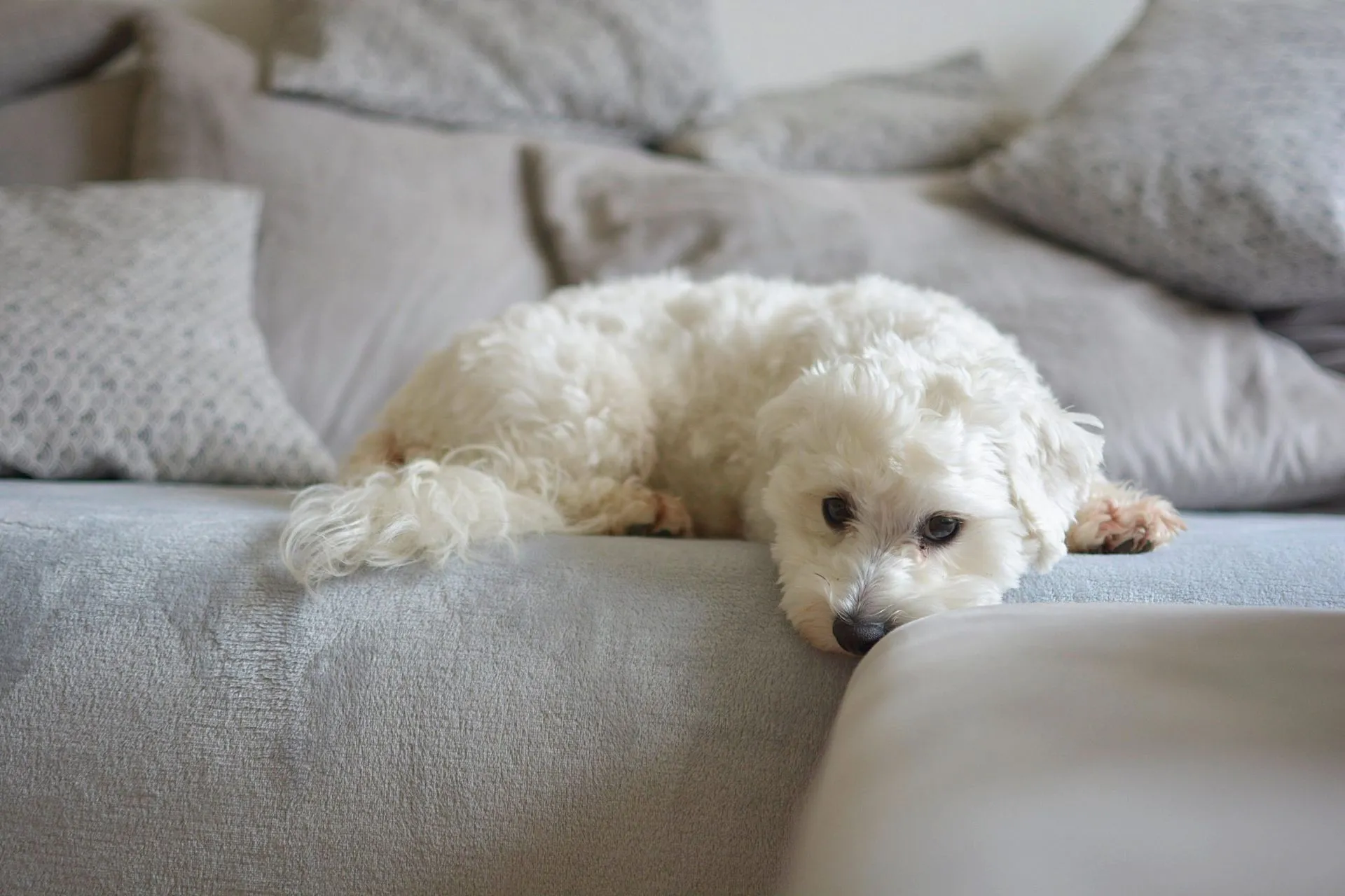 A dog attentively watching its owner near a sofa, demonstrating good focus