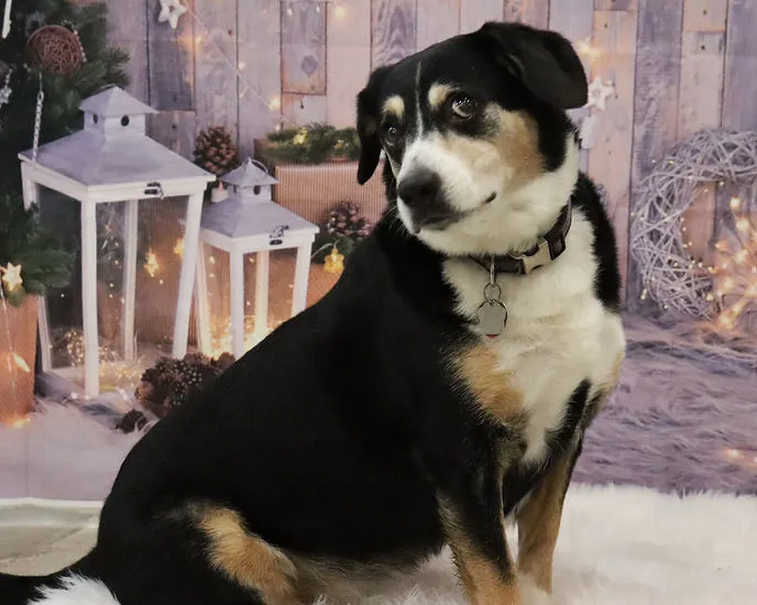 A dog attentively watching other dogs play in a clean, brightly lit indoor facility