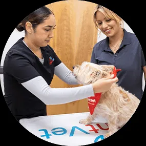 A dog being gently examined by a veterinarian in a modern, calm clinic setting
