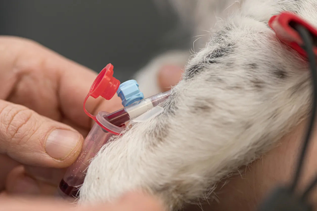 A dog calmly lies while a veterinarian draws a blood sample, illustrating heartworm testing.