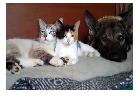 A dog calmly resting in a crate while a cat observes from a distance