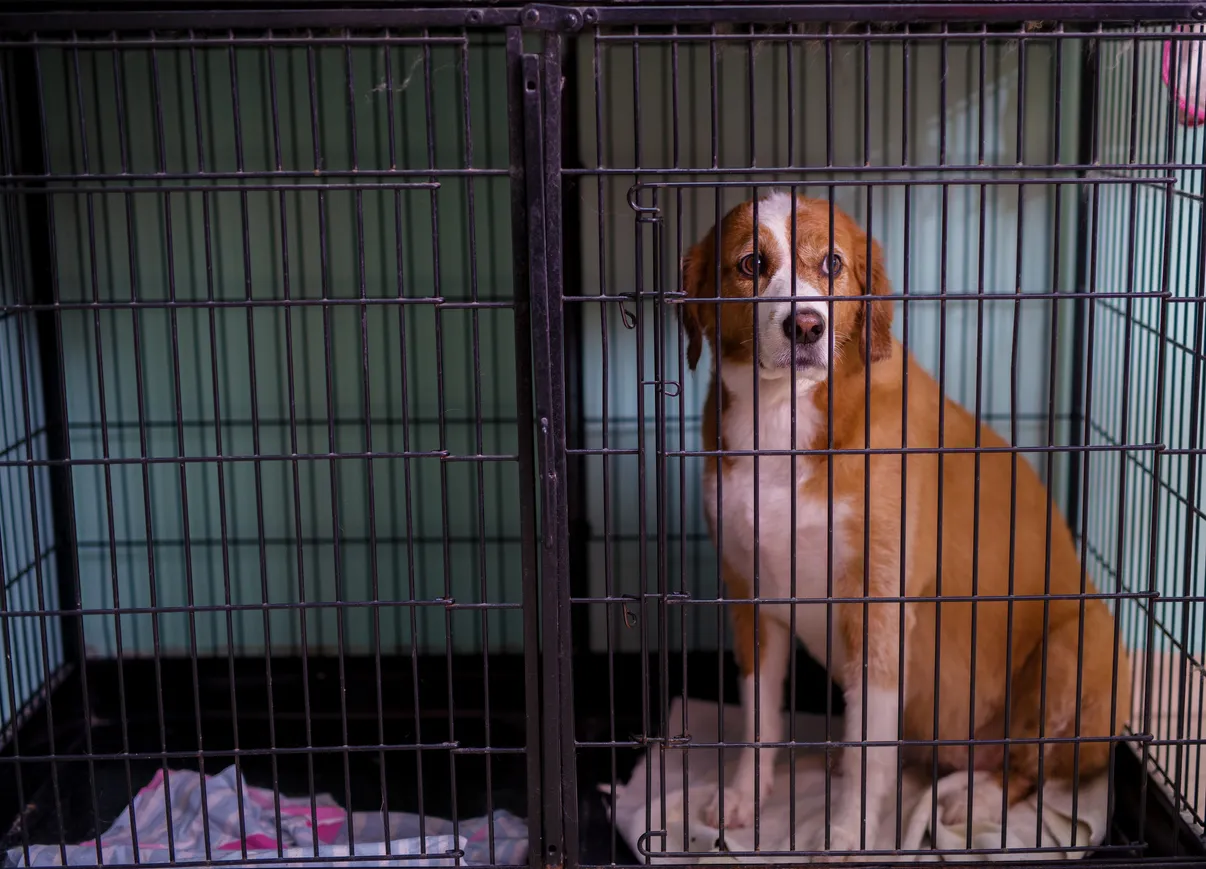 A dog calmly rests inside a kennel, demonstrating the importance of restricted movement during heartworm treatment.