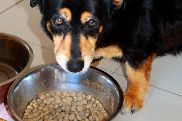 A dog carefully eating a bowl of prescription veterinary diet specially formulated for pancreatitis.