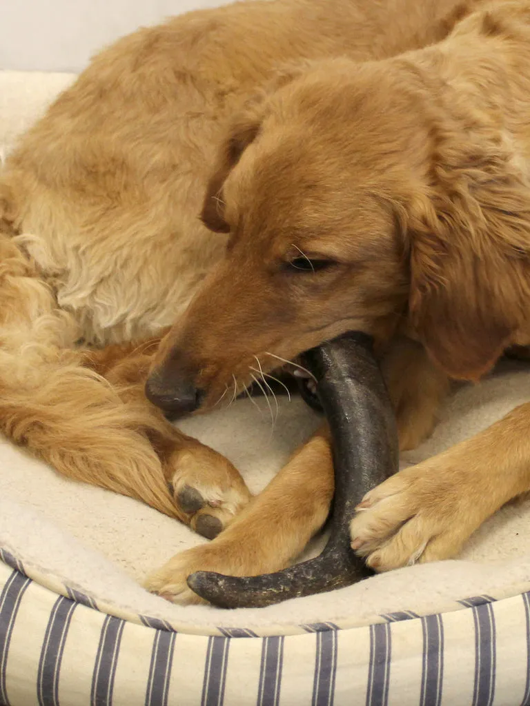 A dog comfortably chewing on a large buffalo horn, showcasing safe and appropriate use