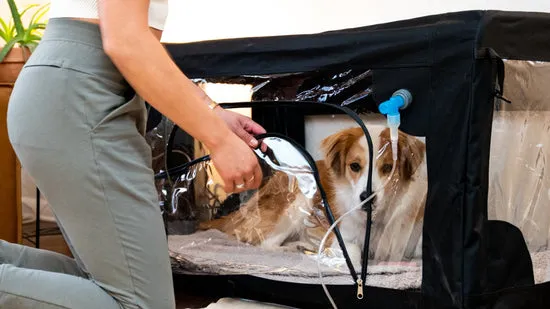 A dog comfortably resting inside a purevent oxygen chamber