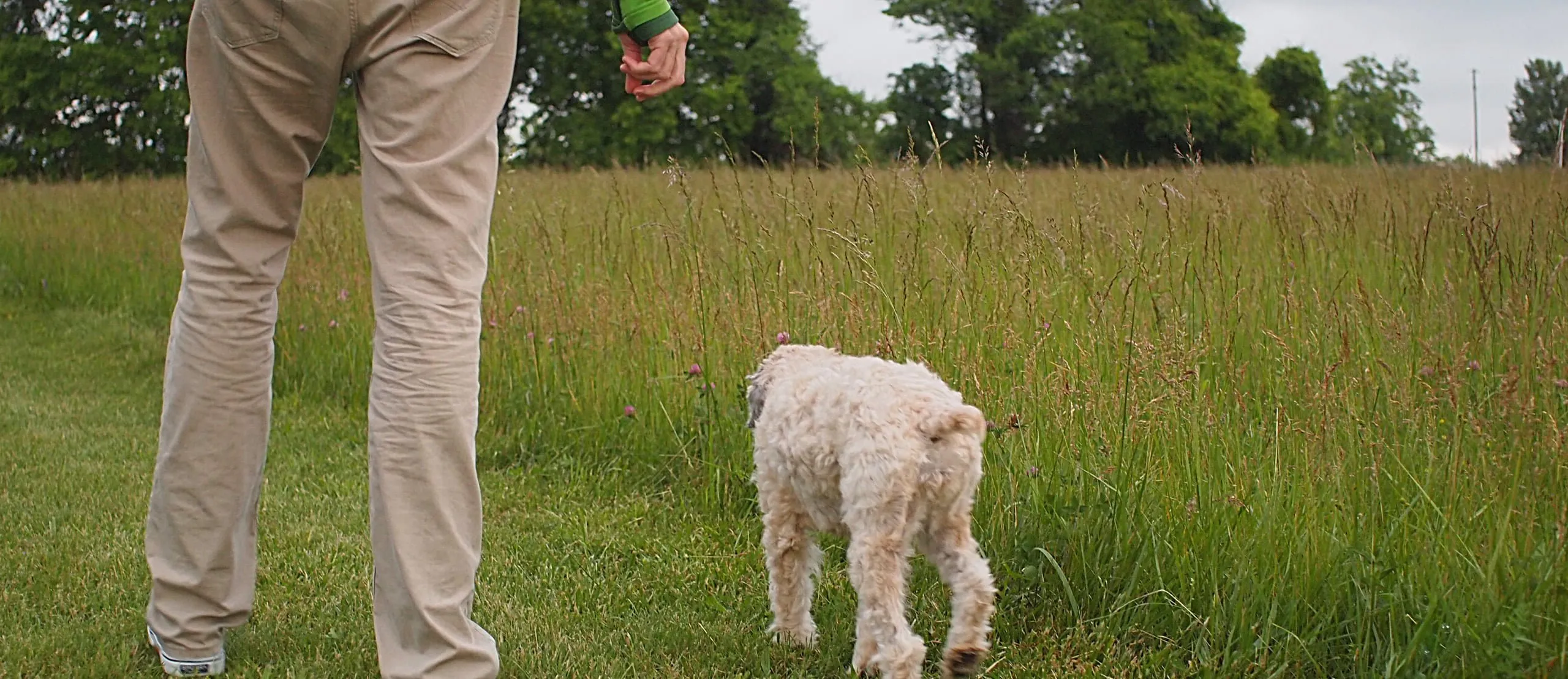 A dog confidently walking off-leash beside its owner in an open area