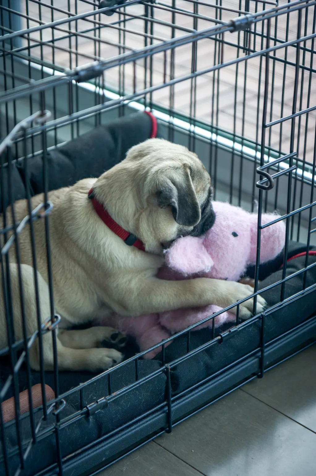 A dog crate with a soft blanket inside, placed in a room with a wooden floor.