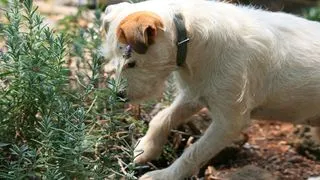 A dog digging in a garden, creating holes in the lawn
