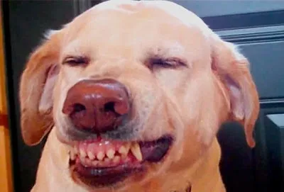 A dog displaying a submissive grin, characterized by a slight upturn of the lips showing front teeth, combined with soft eyes.