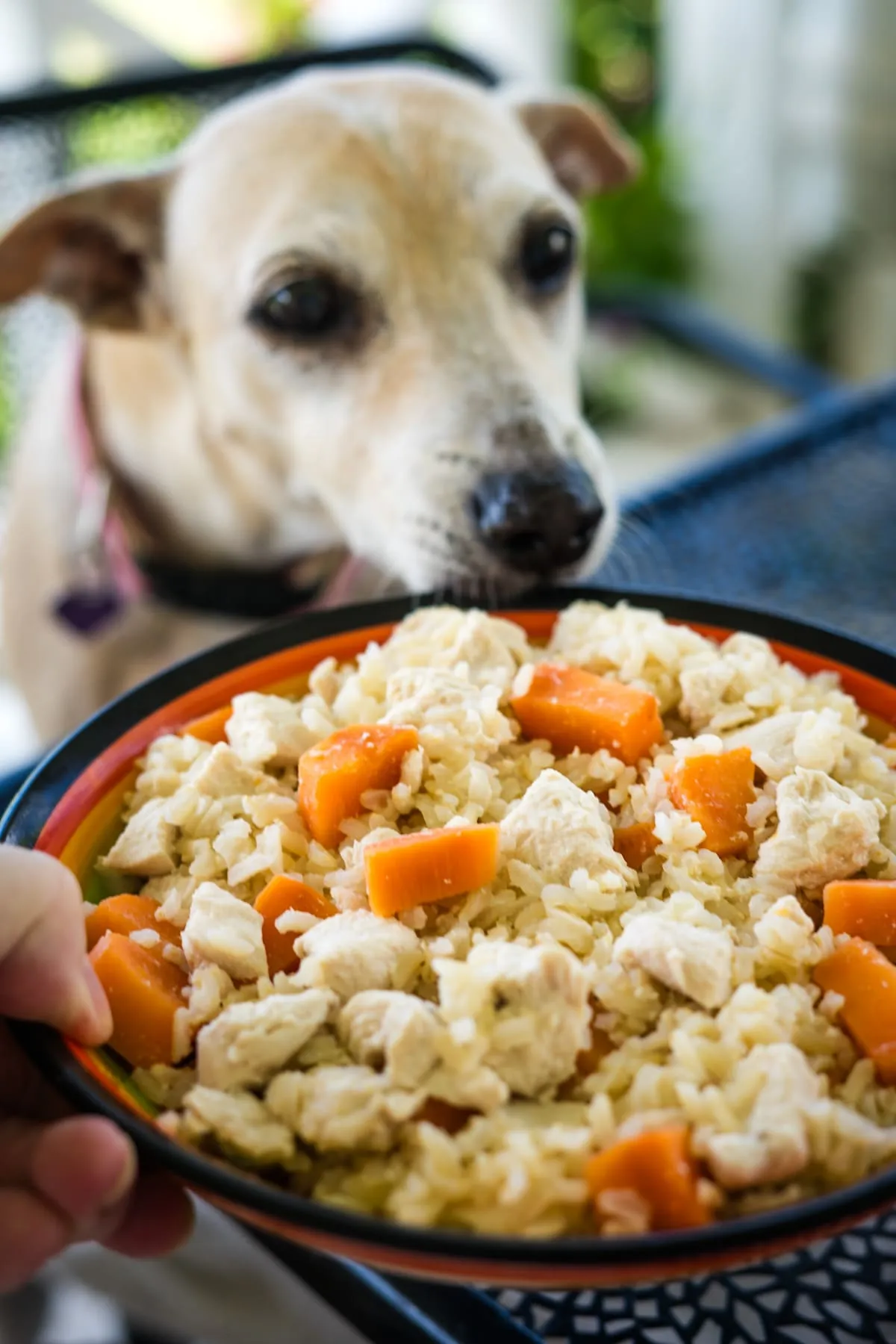 A dog eagerly eyes a bowl of chicken, pumpkin, and carrots being held by a person.