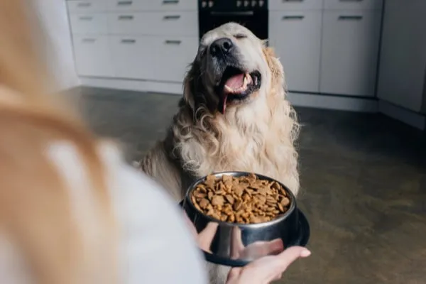A dog eagerly waiting for his food, with a pill expertly hidden within his kibble bowl