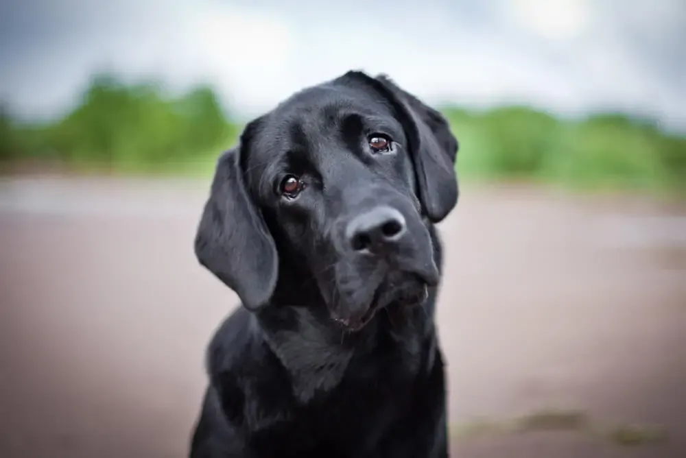 A dog eating dry kibble from a bowl.