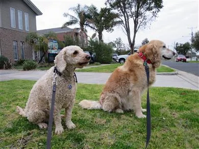 A dog enjoying an off-leash run in a vast, green park on a sunny day