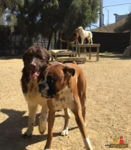 A dog enjoying outdoor playtime in a spacious, natural environment at a pet care facility.