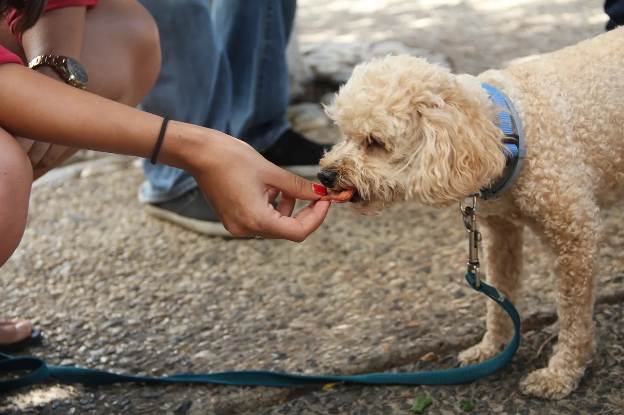 A dog enthusiastically eating a treat, illustrating the appeal of liver