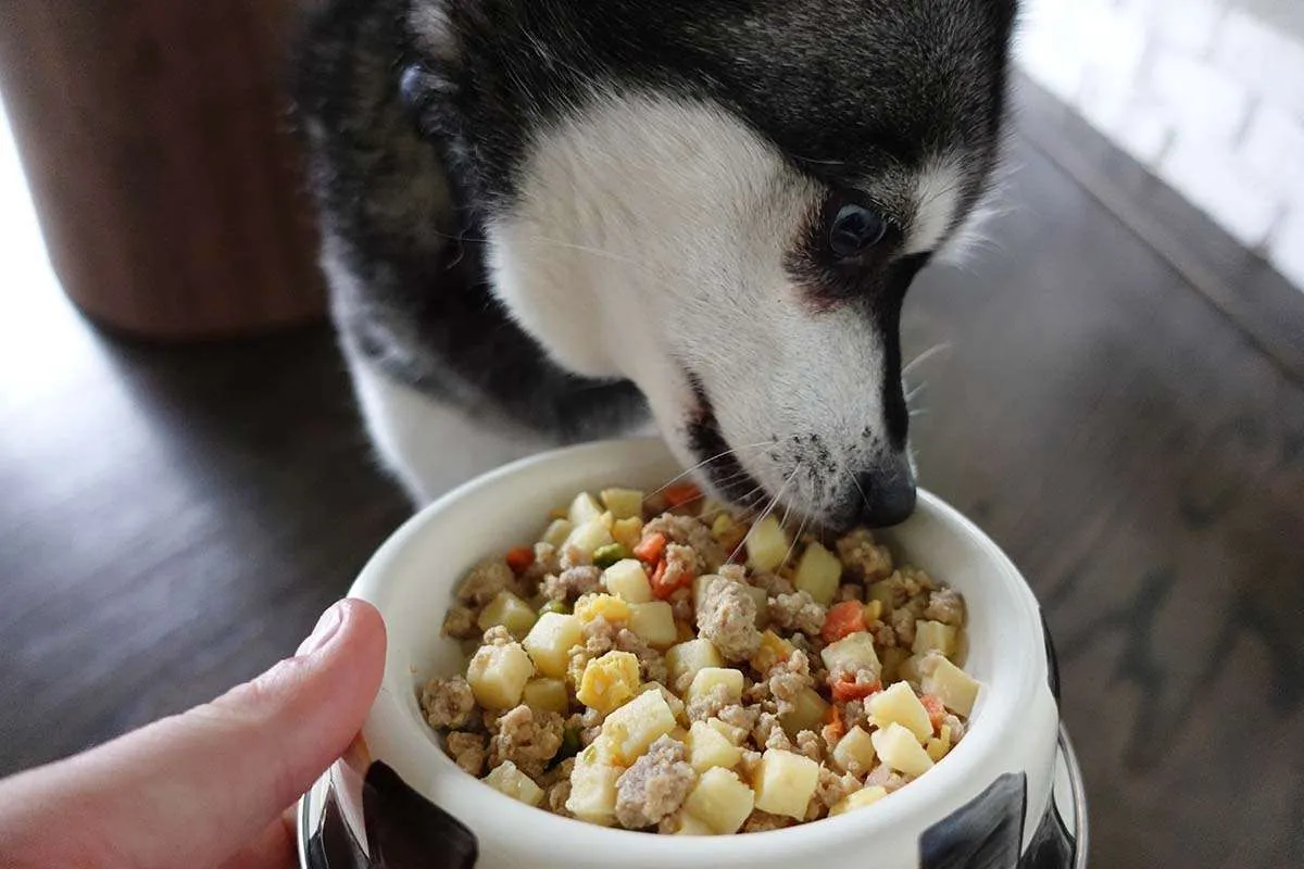 A dog enthusiastically tasting a spoonful of Nom Nom's fresh Beef Mash