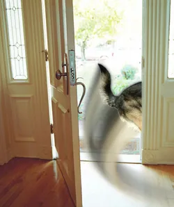 A dog excitedly runs past an open front door, while an owner tries to stop it, illustrating a common problem for dog owners.