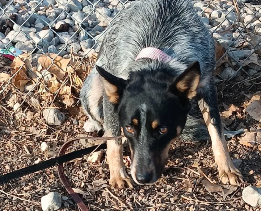 A dog exhibiting a tense and still body posture, with its head lowered toward the ground and weight shifted back, signaling unease.