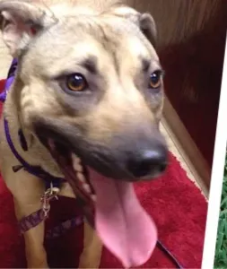 A dog exhibiting stress panting, characterized by a tense, spatula-shaped tongue and visible facial tension.