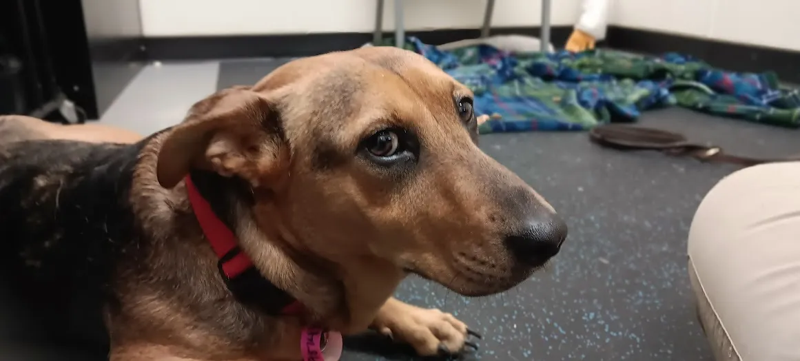 A dog exhibiting "whale eye," where the whites of its eyes are visible as it looks sideways, indicating discomfort and tension.