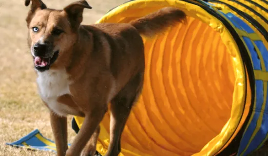 A dog expertly navigating a flexible tunnel obstacle on a practice agility course
