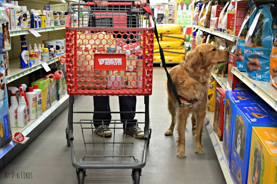 A dog exploring the treat aisle at Tractor Supply