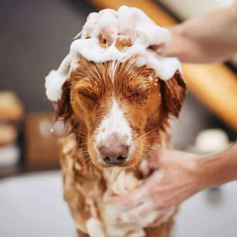 A dog getting a thorough grooming session after an outdoor adventure