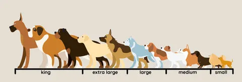 A dog happily chewing on a Yakers dog chew, illustrating the natural enrichment and dental benefits it provides.