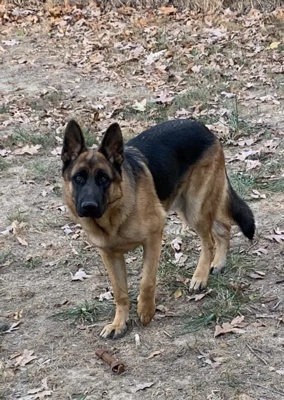 A dog happily consuming a bowl of fresh food, showcasing good appetite