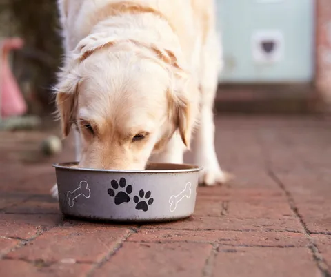 A dog happily eating food from a bowl, potentially containing bladder-supporting ingredients like cranberries.