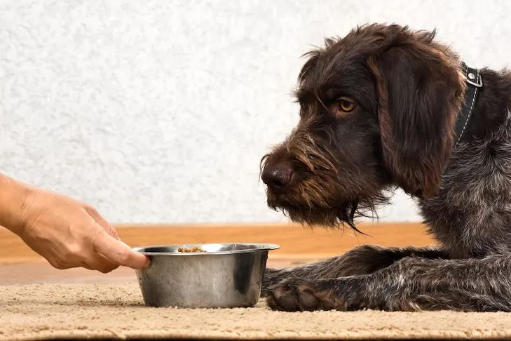 A dog happily eating from a food bowl indoors, demonstrating healthy eating habits.