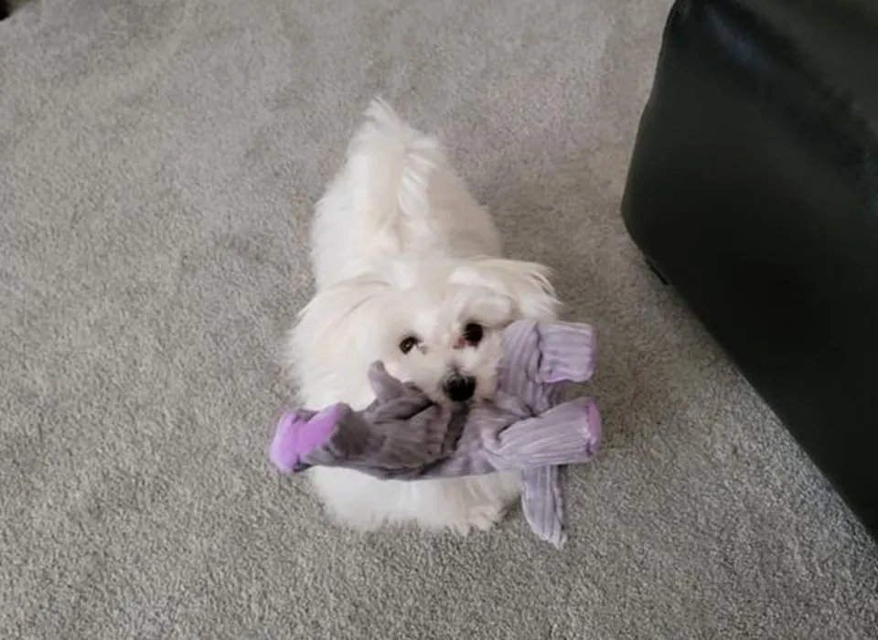 A dog happily playing, full of energy after a nutritious meal