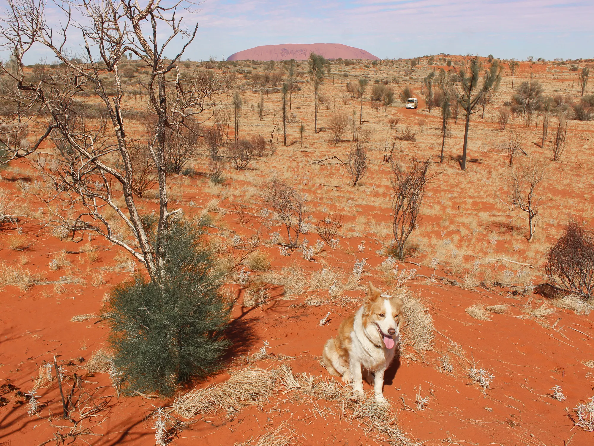 A dog happily playing in the red dirt outside of a national park, enjoying the freedom.