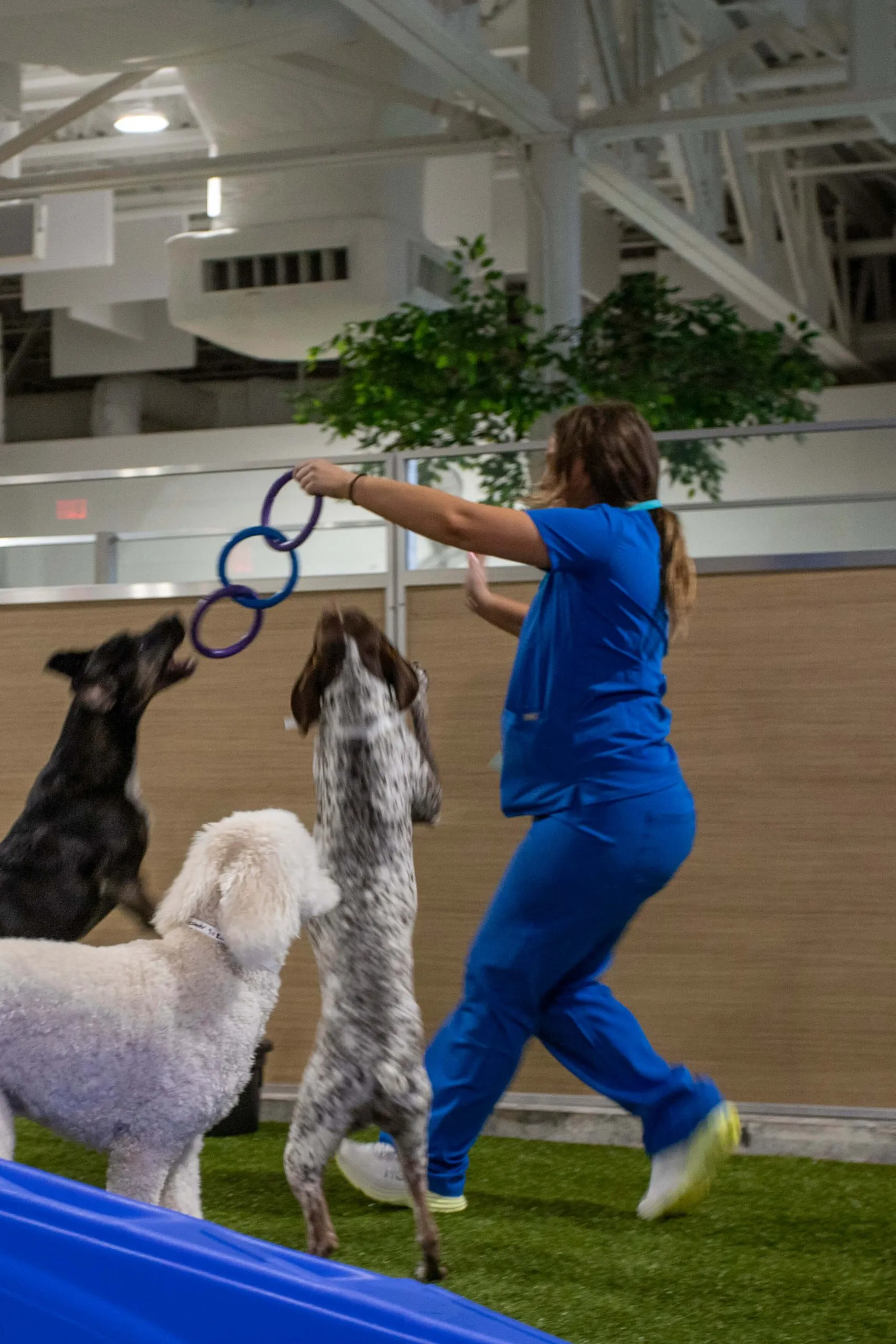 A dog happily playing with a caregiver in a spacious and clean daycare facility.