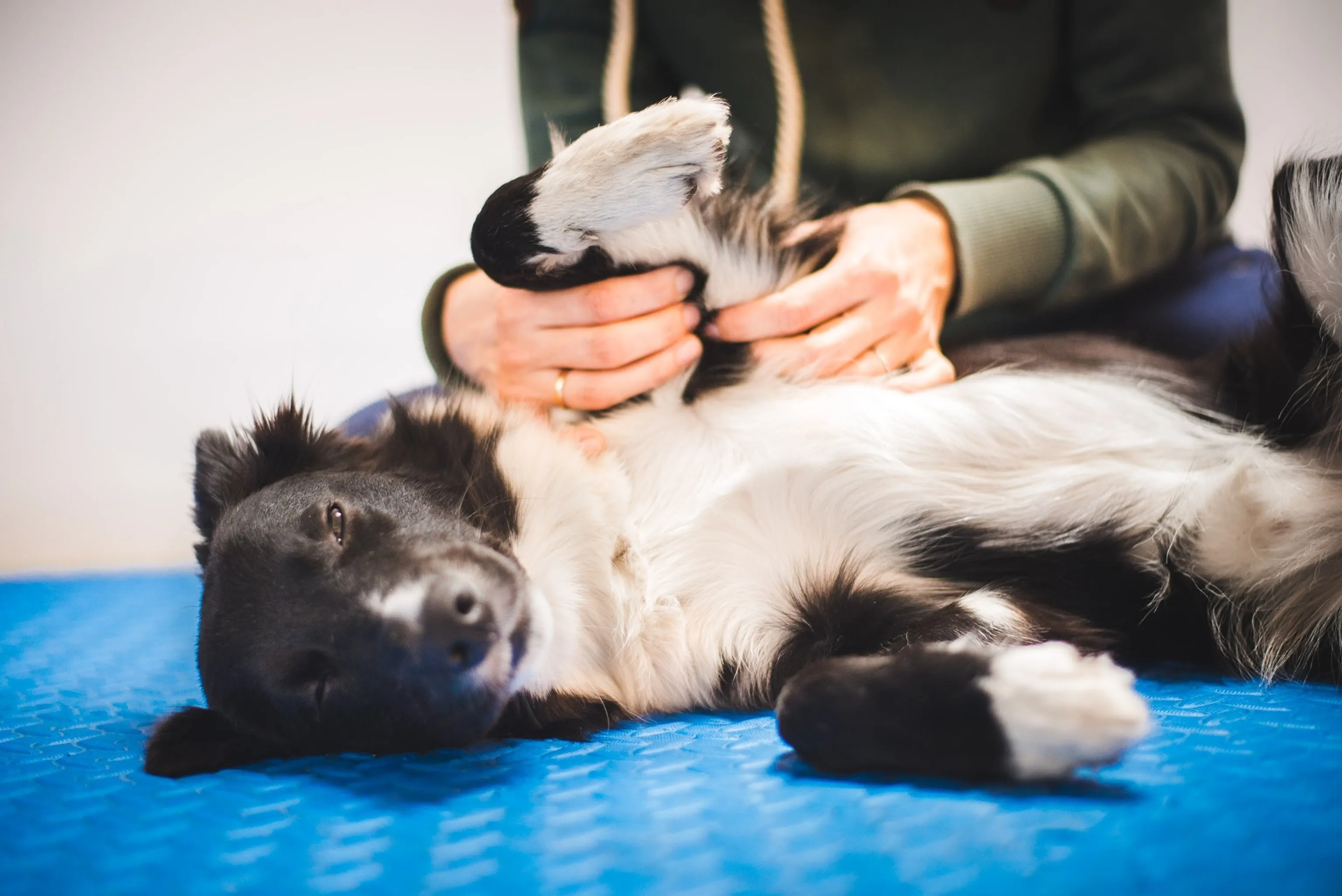 A dog happily receives a gentle massage, promoting relaxation and physical well-being