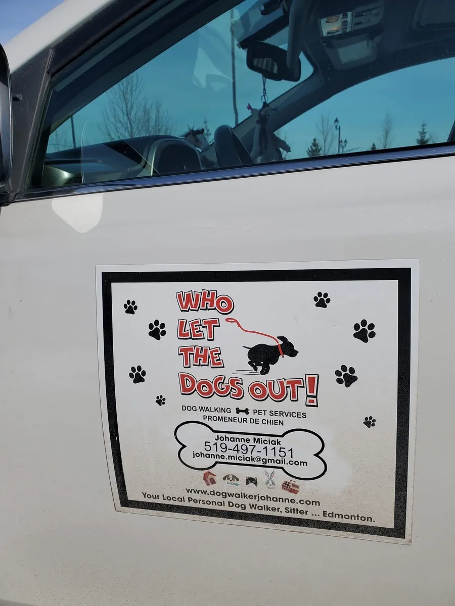 A dog happily walking on a leash with a person in an outdoor setting in Edmonton, Alberta