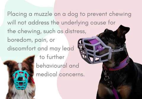 A dog in a basket muzzle lying down with toys around it, illustrating an appropriate setting where the dog is comfortable and has other enrichment options.