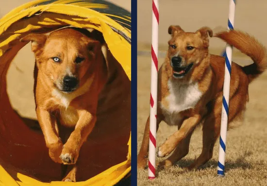 A dog in mid-air gracefully clearing a jump obstacle on an agility course, guided by its handler