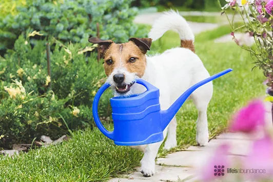 A dog joyfully carrying a water bucket, symbolizing an active and healthy pet lifestyle