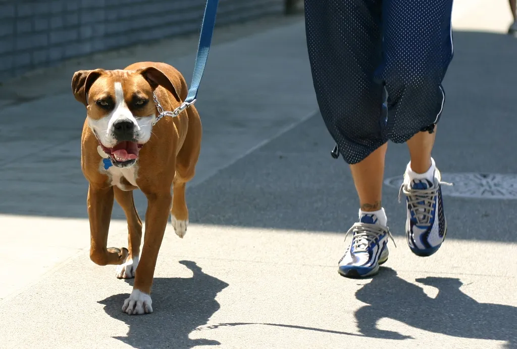 A dog joyfully jogging alongside its owner on a sunny outdoor path.