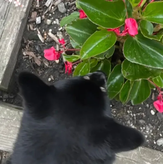 A dog joyfully sniffing a patch of flowers in a park, embodying the simple pleasures of a walk.