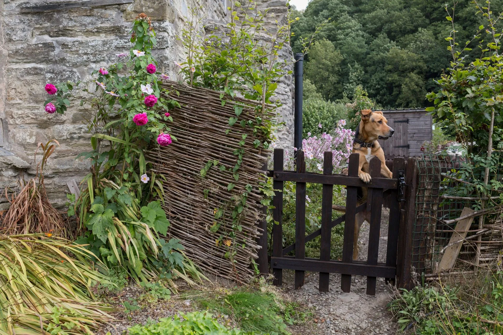 A dog lies calmly in its bed, looking out a window, demonstrating a relaxed demeanor.