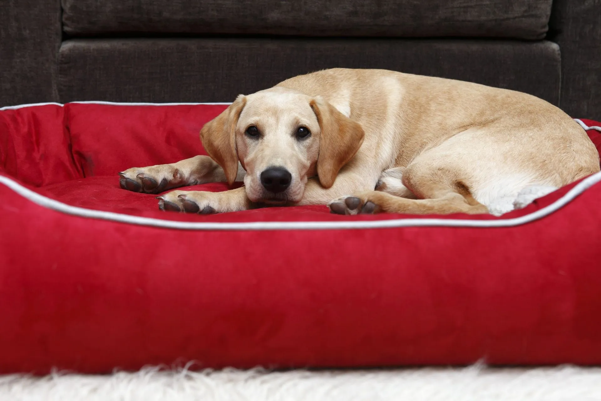 A dog lies calmly in its bed with a treat placed nearby, demonstrating successful 'leave' command training.