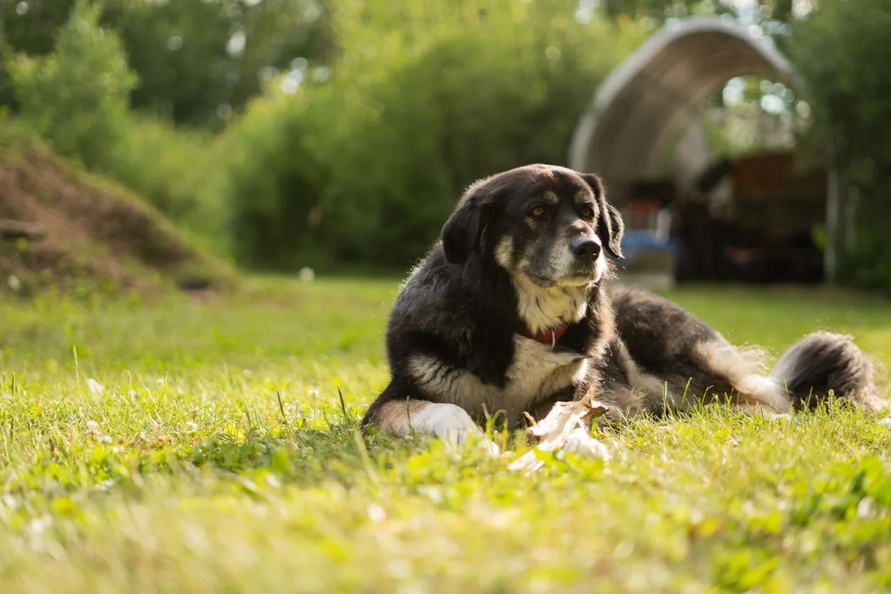 A dog lies in the grass, watching the camera