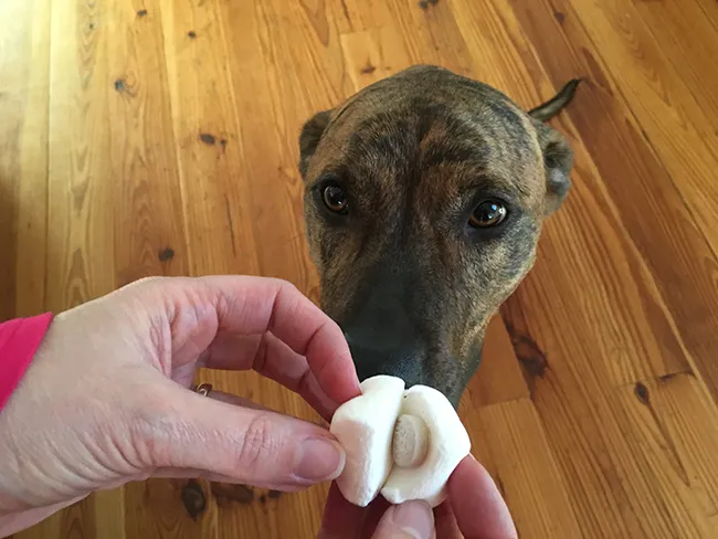A dog looking at a marshmallow in a person's hand, ready to eat the treat.