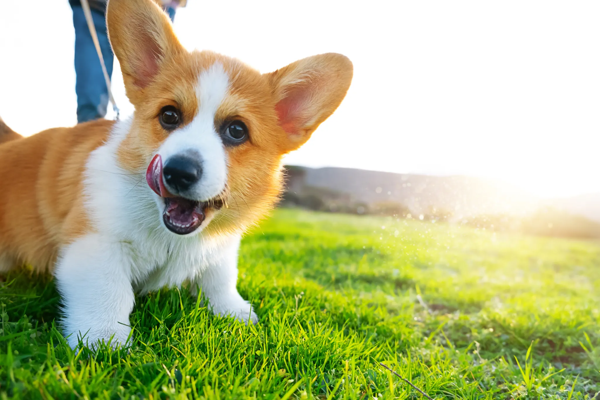A dog looking attentively at its owner, demonstrating focus