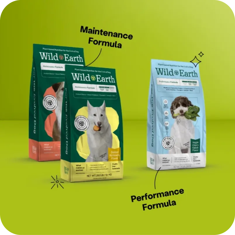 A dog looking attentively at the camera.