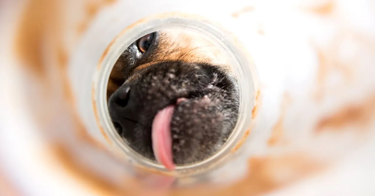 A dog looking curiously at a jar of peanut butter, highlighting the importance of checking ingredients