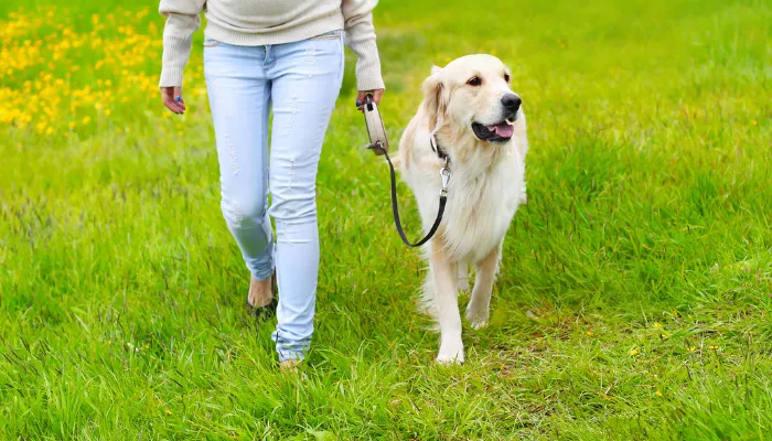 A dog looking expectantly at its owner while on a leash in a grassy field.