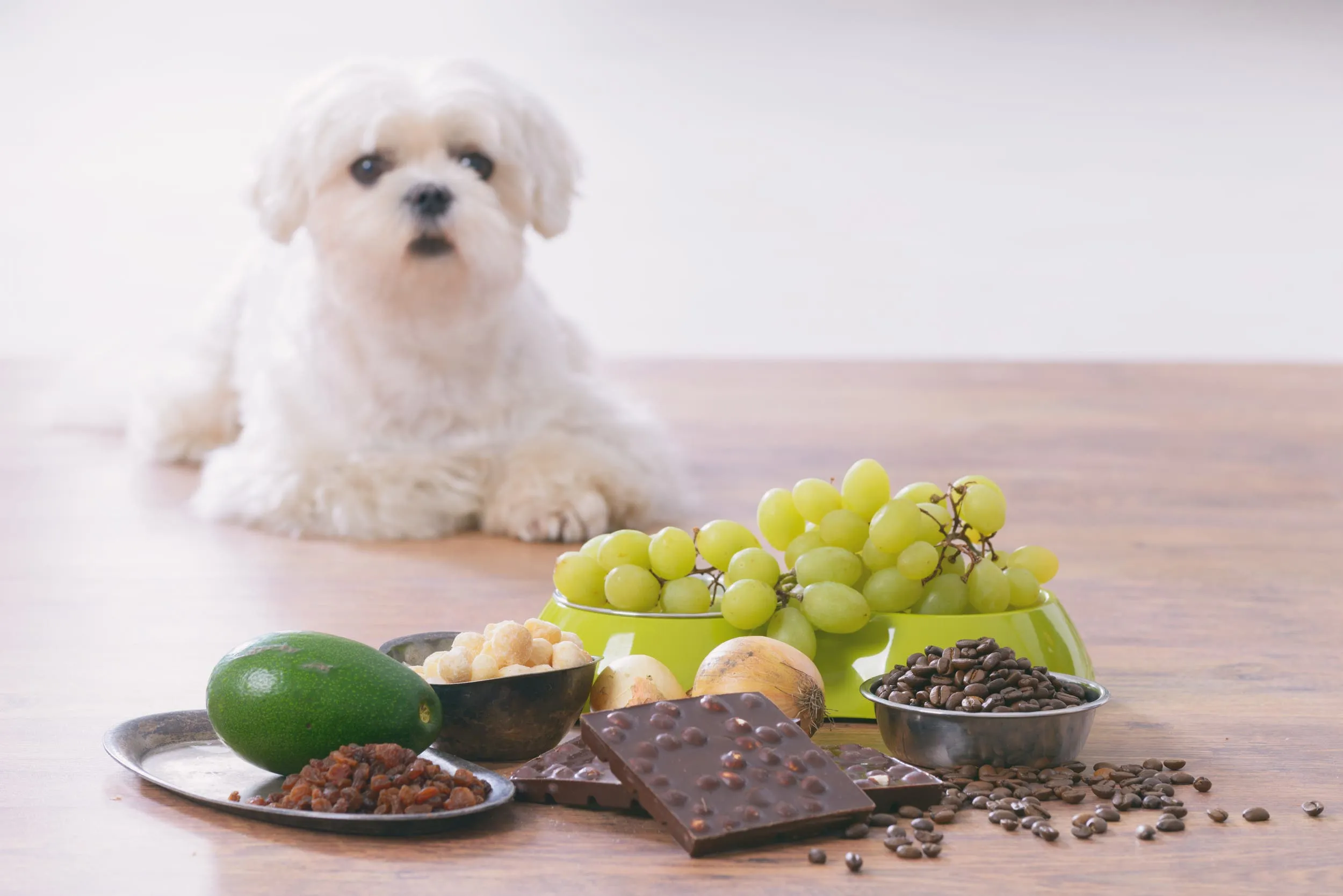 A dog looks inquisitively at an array of human foods, some of which are potentially toxic for pets.